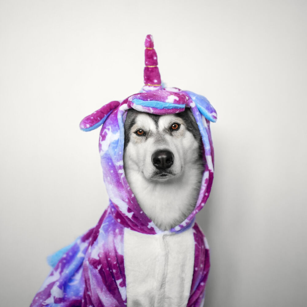 Alaskan Malamute dog in unicorn costume